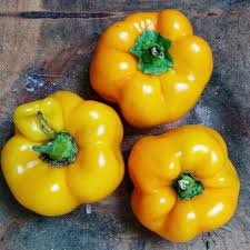 Afbeeldingsresultaat voor californian wonder golden sweet pepper