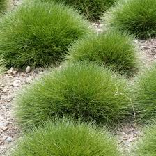 Attēlu rezultāti vaicājumam “Festuca altissima”