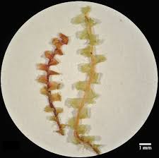 Attēlu rezultāti vaicājumam “Scapania irrigua”