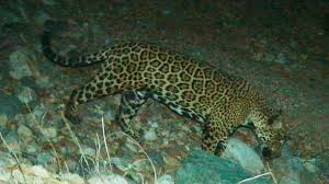 Image result for Antelope 1984 Jaguar