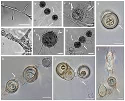 Attēlu rezultāti vaicājumam “Pylaisia polyantha sporophyte”