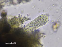 Attēlu rezultāti vaicājumam “Plectocarpon lichenum”