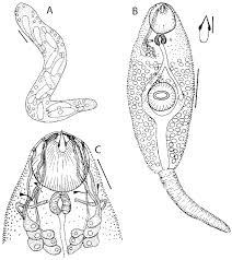 Attēlu rezultāti vaicājumam “Reticularia sp.”