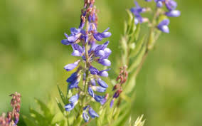 Attēlu rezultāti vaicājumam “Galega orientalis”
