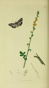 Attēlu rezultāti vaicājumam “Protoschinia scutosa”