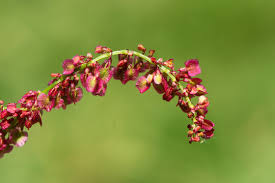 Attēlu rezultāti vaicājumam “Rumex acetosa flower”
