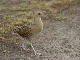 Image result for Crex crex