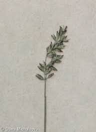 Attēlu rezultāti vaicājumam “Poa compressa leaf”