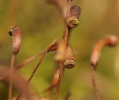 Attēlu rezultāti vaicājumam “Aulacomnium androgynum”