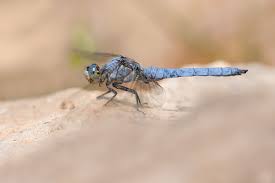 Attēlu rezultāti vaicājumam “Orthetrum brunneum”