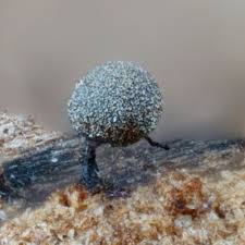 Attēlu rezultāti vaicājumam “Collaria arcyrionema macro”