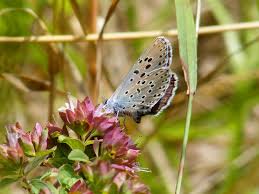 Attēlu rezultāti vaicājumam “Maculinea alcon upperside”