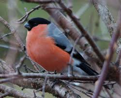 Attēlu rezultāti vaicājumam “Pyrrhula pyrrhula”