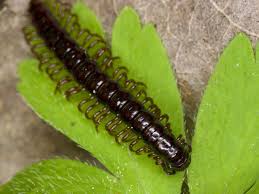 Attēlu rezultāti vaicājumam “Strongylosoma pallipes”