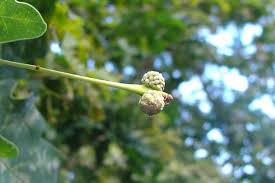 Attēlu rezultāti vaicājumam “Quercus robur bud”