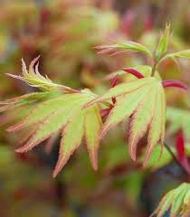 Image result for Acer palmatum `Orange Dream`