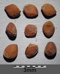 Attēlu rezultāti vaicājumam “Helianthemum nummularium fruit”