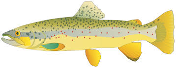 Attēlu rezultāti vaicājumam “Salmo trutta”