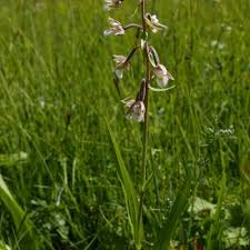 Attēlu rezultāti vaicājumam “Epipactis palustris”