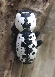 Attēlu rezultāti vaicājumam “Bitoma crenata”