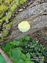 Attēlu rezultāti vaicājumam “Fuligo leviderma”