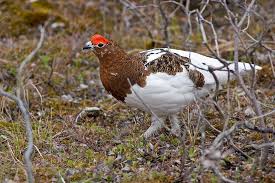 Image result for Lagopus lagopus