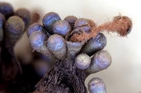 Attēlu rezultāti vaicājumam “myxomicetes”