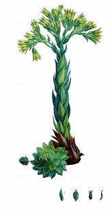 Attēlu rezultāti vaicājumam “Jovibarba globifera leaf”