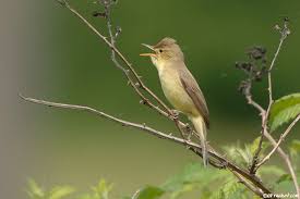 Image result for Hippolais polyglotta