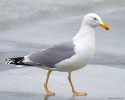 Attēlu rezultāti vaicājumam “Larus argentatus adult”