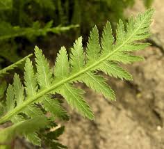 Image result for Achillea filipendulina