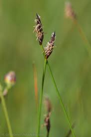 Attēlu rezultāti vaicājumam “Eleocharis uniglumis”