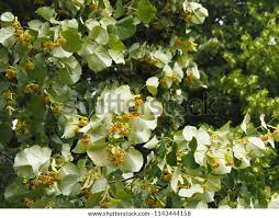 Attēlu rezultāti vaicājumam “Tilia tomentosa flower”