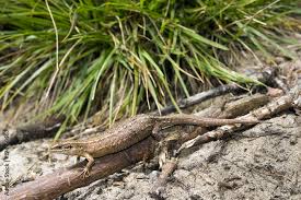 Attēlu rezultāti vaicājumam “Lacerta vivipara female”