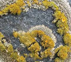 Attēlu rezultāti vaicājumam “Xanthoria candelaria”