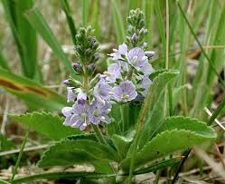 Attēlu rezultāti vaicājumam “Veronica officinalis leaf”