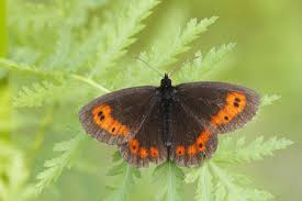 Attēlu rezultāti vaicājumam “Erebia ligea upperside”