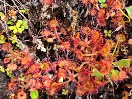 Attēlu rezultāti vaicājumam “Drosera rotundifolia”