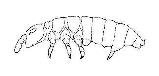 Attēlu rezultāti vaicājumam “Collembola”