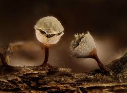 Attēlu rezultāti vaicājumam “Craterium leucocephalum spores”