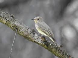 Attēlu rezultāti vaicājumam “Muscicapa striata adult”