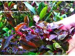 Risultati immagini per bucephalandra pinoh red stem