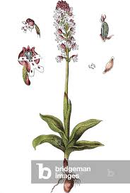 Attēlu rezultāti vaicājumam “Orchis ustulata”