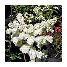 Attēlu rezultāti vaicājumam “Filipendula ulmaria  flower”