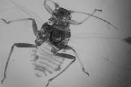 Attēlu rezultāti vaicājumam “Chaitophorus populeti”