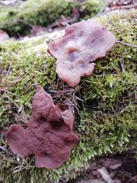 Attēlu rezultāti vaicājumam “Discina perlata”