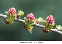 Attēlu rezultāti vaicājumam “Larix decidua flower”
