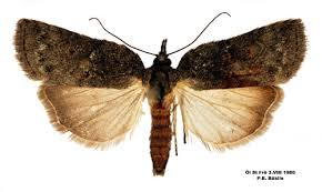 Attēlu rezultāti vaicājumam “Nycteola sp.”