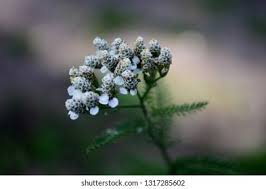 Attēlu rezultāti vaicājumam “Achillea millefolium bud”