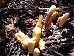 Attēlu rezultāti vaicājumam “Clavariadelphus ligula”